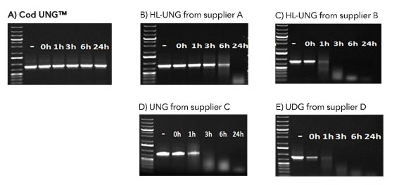 Cod Uracil-DNA Glycosylase